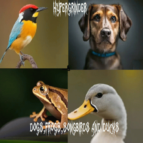 Dogs, Frogs, Songbirds and Ducks